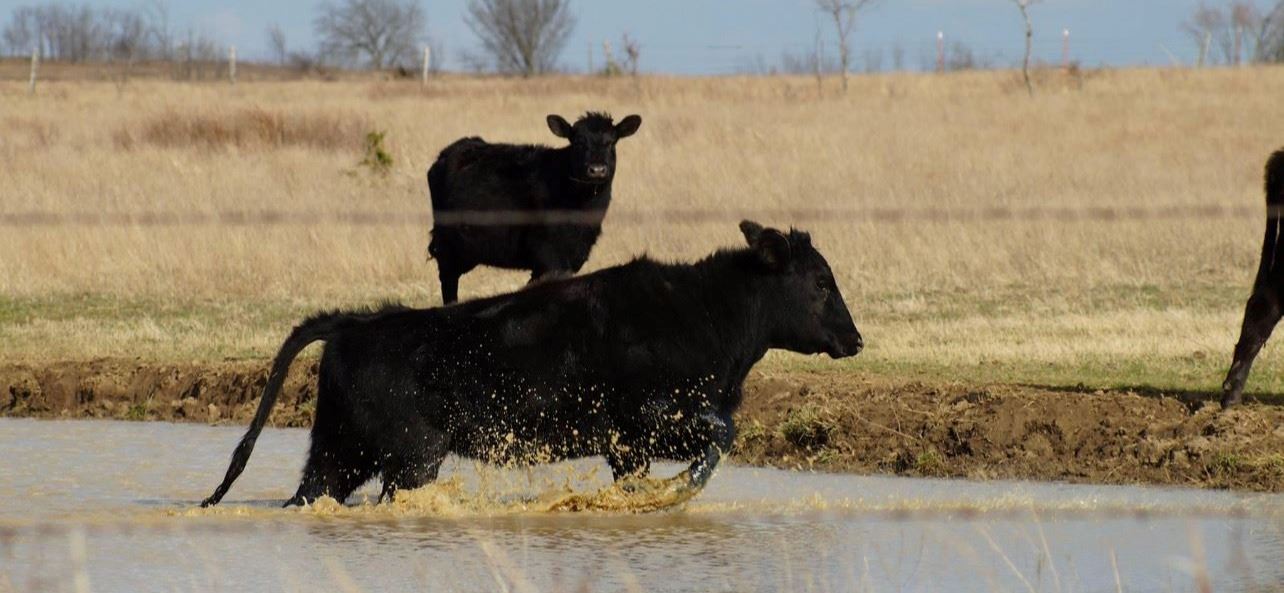Two black angus cows cooling off in a pond in Oologah